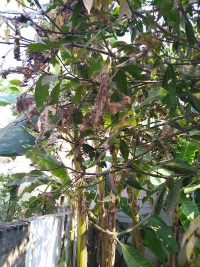 Spider Mites - Mango