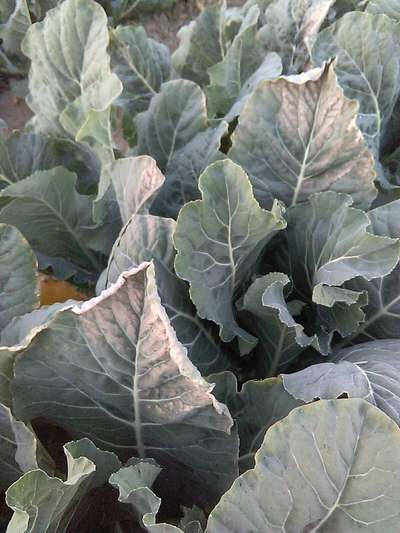 Magnesium Deficiency - Cabbage