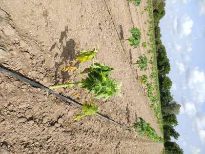 Phytophthora Crown and Root Rot - Papaya