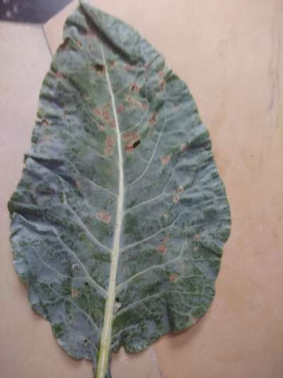 Downy Mildew - Cabbage