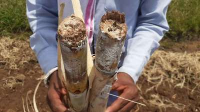 Wilt Disease of Sugarcane - Sugarcane