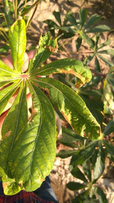 Spider Mites - Cassava