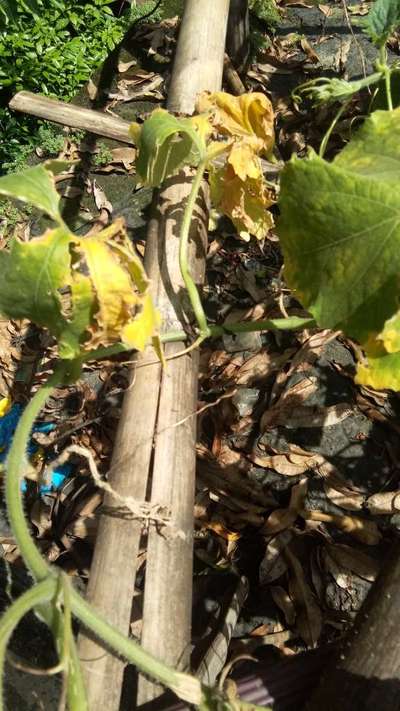 Downy Mildew of Cucurbits - Pumpkin