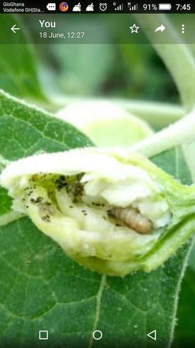 Helicoverpa Caterpillar - Brinjal