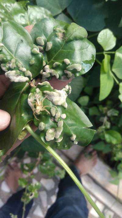 Gall Mite - Capsicum & Chilli