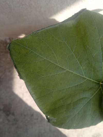 পটাশিয়ামের অভাবজনিত লক্ষণ - কুমড়া