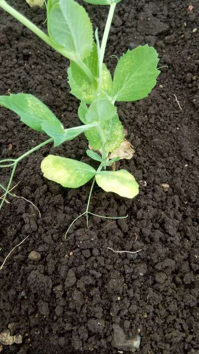 Spider Mites - Pea