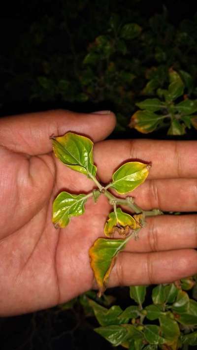 Deficiencia de potasio - Capsicum y chile