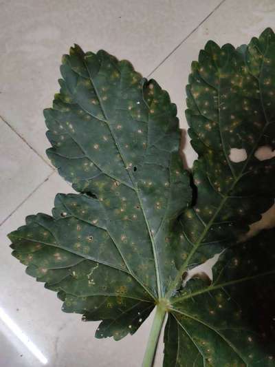 Cercospora Leaf Spot of Okra - Okra