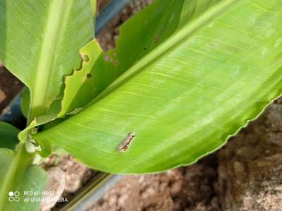 Hairy Caterpillars - Banana