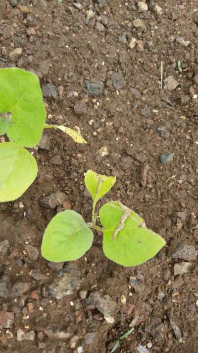 Nitrogen Deficiency - Brinjal