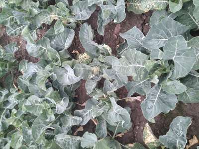 Calcium Deficiency - Cauliflower