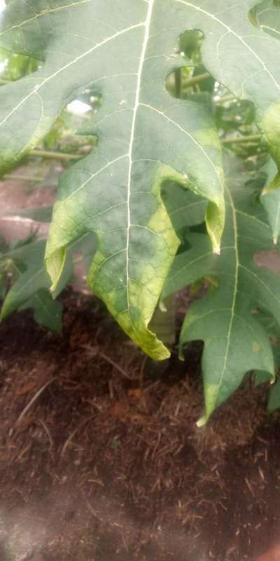 Potassium Deficiency - Papaya