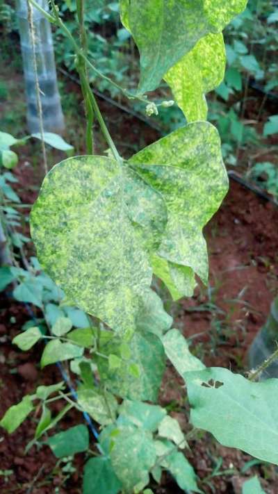 ಕರಿಹೇನು ರೋಗ(ಅಫಿಡ್) - ಹುರುಳಿ