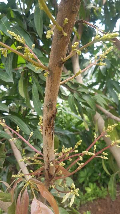 Bacterial Canker - மாங்கனி