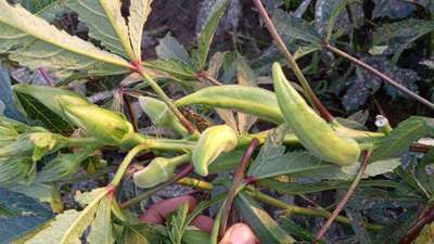 Leaf Miner Flies - Okra