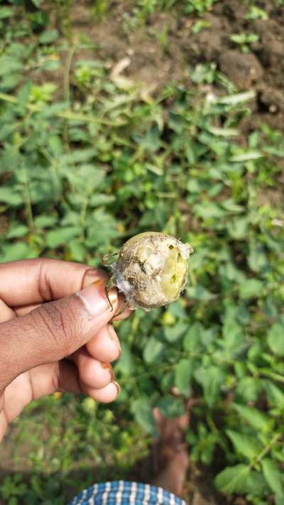 Pink Bollworm - Cotton