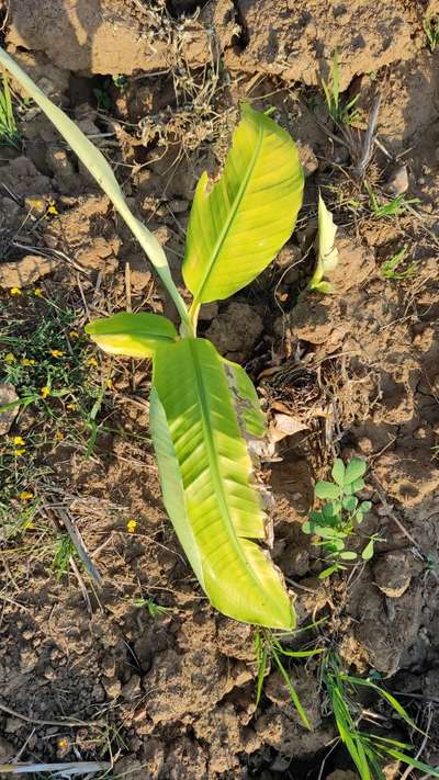 Nitrogen Deficiency - Banana