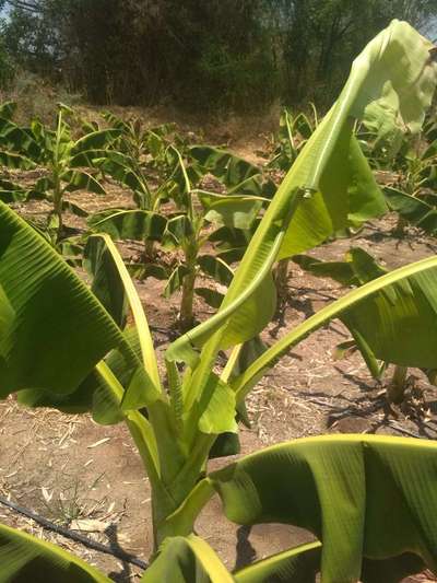 Boron Deficiency - Banana