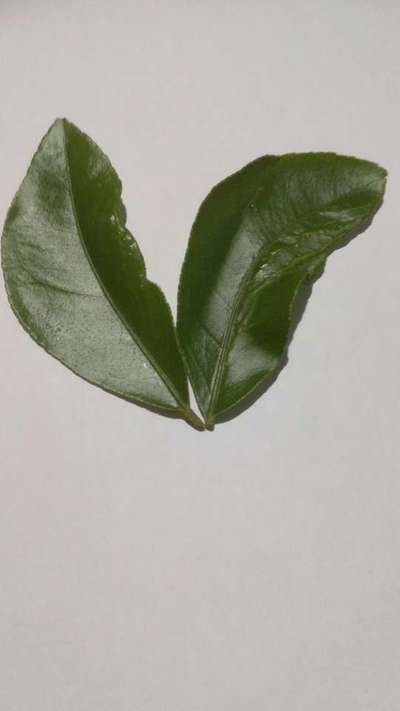 Boron Deficiency - Citrus