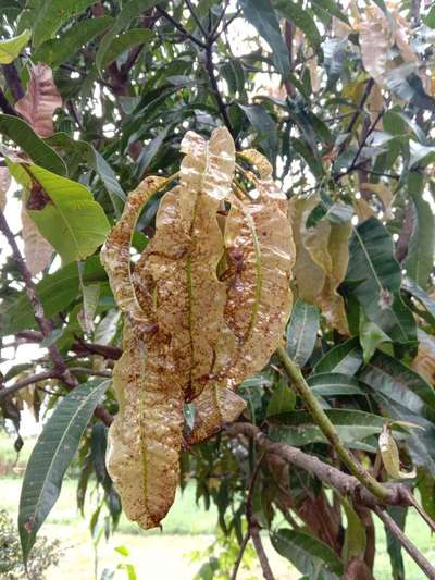 Mango Nut Weevil - Mango