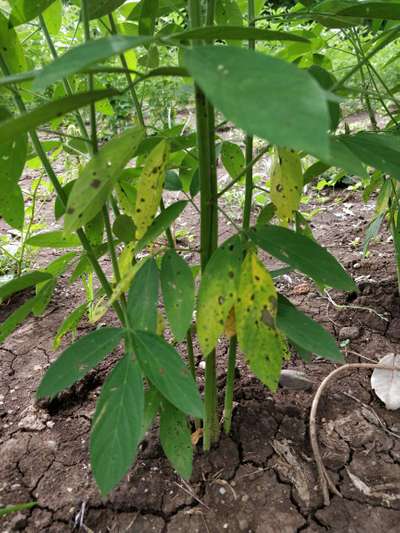 Nitrogen Deficiency - Pigeon Pea & Red Gram