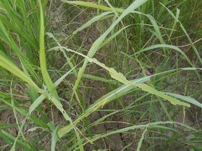 Short horned Grasshopper and Locust - Sugarcane