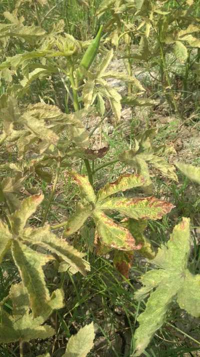 Anthracnose of Pepper - Okra