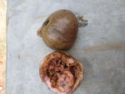 ফলের মাছি পোকা - ডালিম