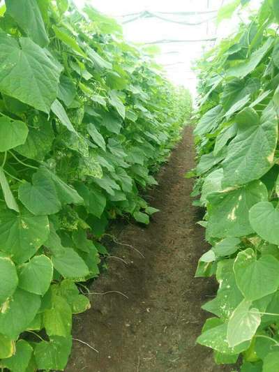 Brown Mite - Cucumber