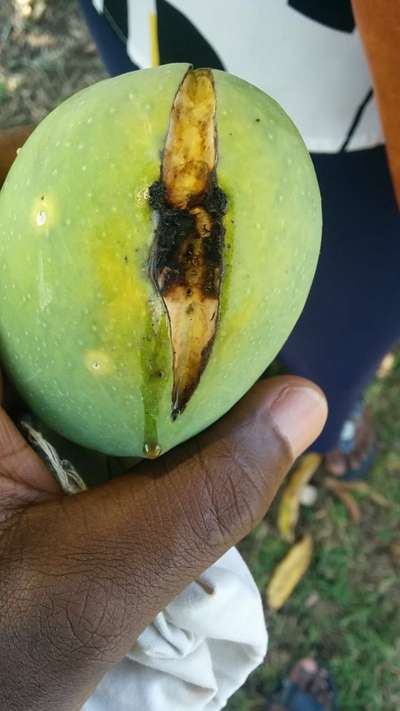 Fruit Cracking - Mango