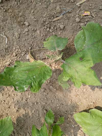 Spider Mites - Brinjal