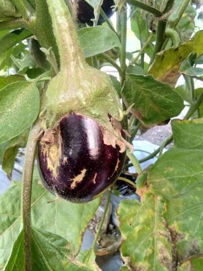 Thrips - Brinjal