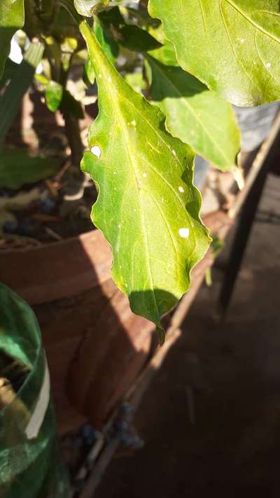 Cercosporiosis del pimiento - Capsicum y chile