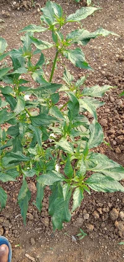 Cucumber Mosaic Virus of Pepper - Capsicum & Chilli