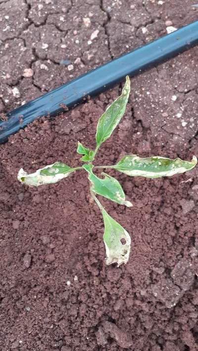 Fertilizer Burn - Capsicum & Chilli