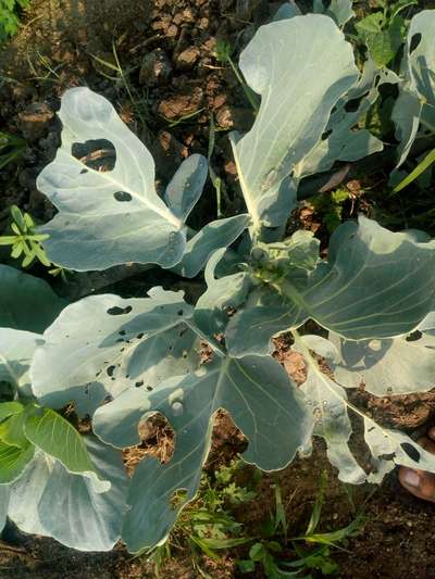 Cabbage White Butterfly - Cabbage