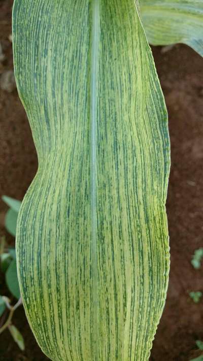 Maize Leaf Streak Virus - Maize