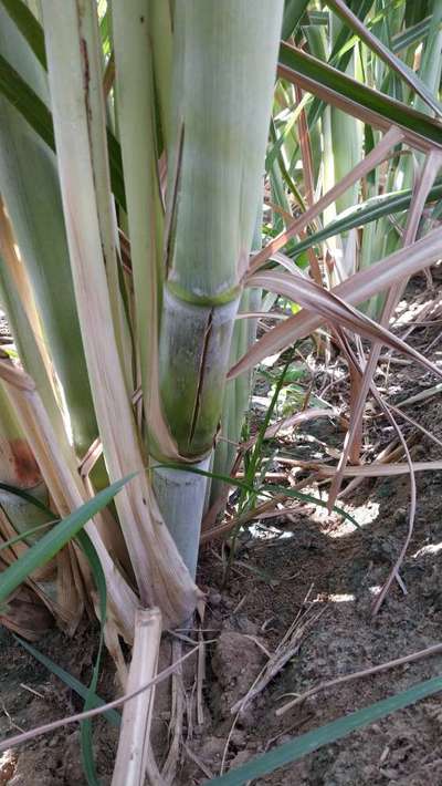 Calcium Deficiency - Sugarcane