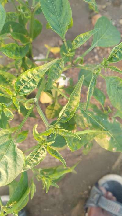 Chilli Cercospora Leaf Spot - Capsicum & Chilli