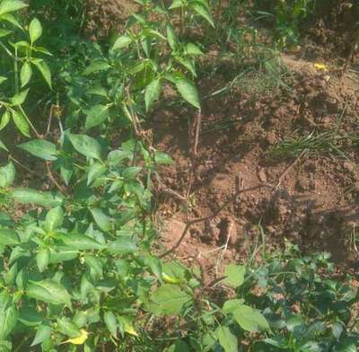 Wet Rot - Capsicum & Chilli