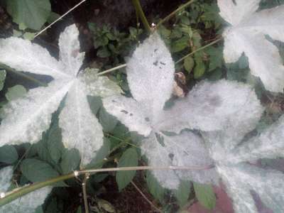 Powdery Mildew - Okra