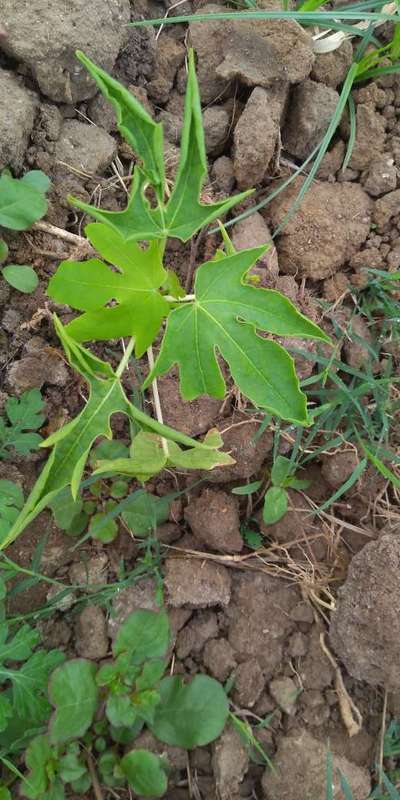 Nitrogen Deficiency - Papaya