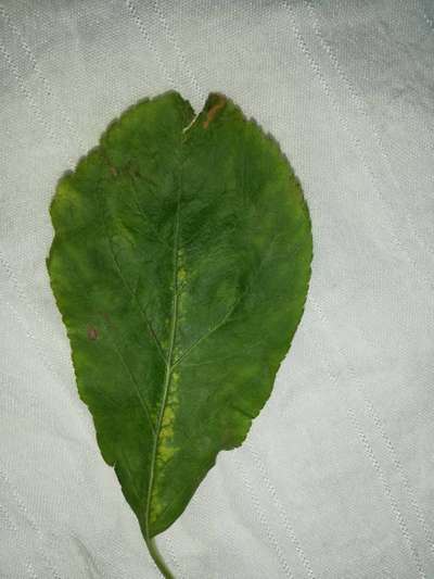 Spider Mites - Apple