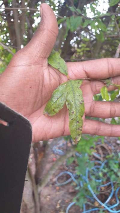 Anthracnose of Pomegranate - Pomegranate