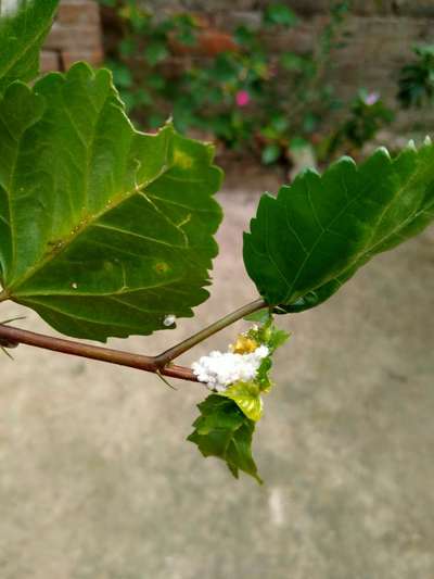 Mealybug - Grape