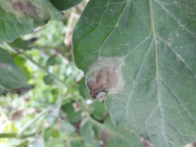 Leaf Mold of Tomato - Tomato