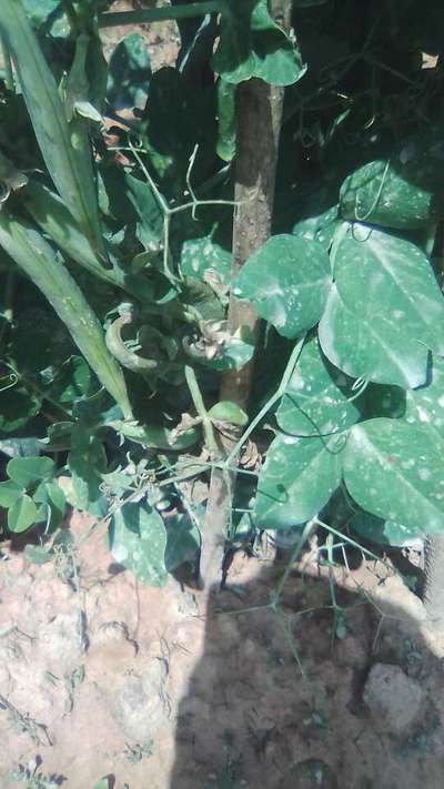 Anthracnose of Soybean - Pea