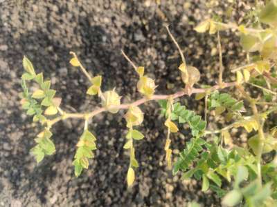 Phosphorus Deficiency - Chickpea & Gram