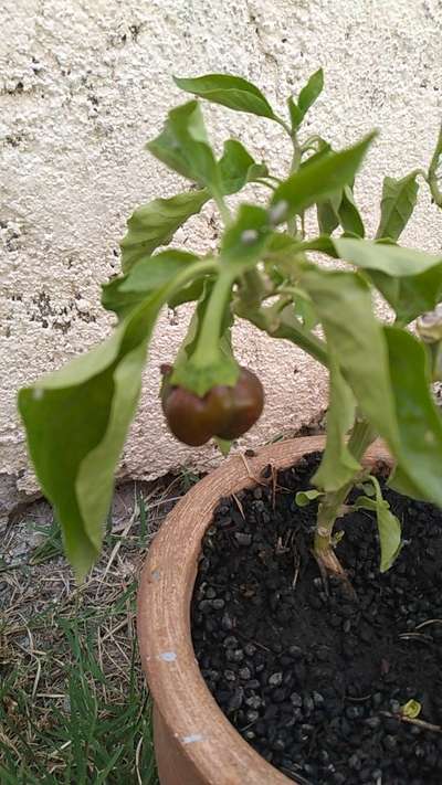 Podredumbre apical - Capsicum y chile